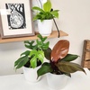 image:imageLive Philodendron House Plant Decor 3PK Indoor Houseplant Philodendrons Mix Pack Real Plant Box Rotating Assortment Includes White Decorative Planters