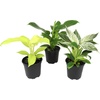 image:imageLive Philodendron Houseplants 3PK Indoor Houseplant Philodendrons Mix Pack Real Plant Box Rotating Assortment
