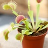 image:imageLive Venus Flytrap Pet Safe Carnivorous Plant 3 Pot NonToxic Dionaea