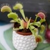 image:imageLive Venus Flytrap Pet Safe Carnivorous Plant 3 Pot NonToxic Dionaea