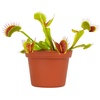 image:imageLive Venus Flytrap Pet Safe Carnivorous Plant 3 Pot NonToxic Dionaea