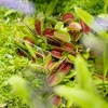 image:imageLive Venus Flytrap Pet Safe Carnivorous Plant 3 Pot NonToxic Dionaea