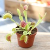 image:imageLive Venus Flytrap Pet Safe Carnivorous Plant 3 Pot NonToxic Dionaea