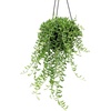 image:imageString of Bananas Succulent Plant Decor Hanging Basket Real Succulents amp Houseplants for Home or Office Senecio Radicans Unique House Plants