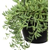 image:imageString of Bananas Succulent Plant Decor Hanging Basket Real Succulents amp Houseplants for Home or Office Senecio Radicans Unique House Plants