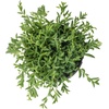 image:imageString of Bananas Succulent Plant Decor Hanging Basket Real Succulents amp Houseplants for Home or Office Senecio Radicans Unique House Plants