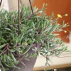 image:imageString of Rubies Live Succulent Purple Ruby Necklace Trailing Succulent Plant Decor Othonna Capensis 6 in Hanging Basket Unique House Plants LowMaintenance Houseplants Easy Plant