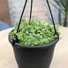 image:imageString of Turtles Live Plant Hanging Basket Pet Friendly Live Indoor Plants Peperomia prostrata Succulent Real Houseplant NonToxic Houseplants for Home or Office