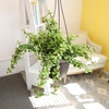image:imageTrailing Elephant Bush Portulacaria Succulent Plant Hanging Basket Pet Friendly Live Indoor Plants amp Succulents Real Houseplant NonToxic Houseplants for Home or Office
