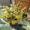 image:imageVariegated Portulacaria Elephant Bush Succulent Plant Hanging Basket Pet Friendly Live Indoor Plants amp Succulents Real Houseplant NonToxic Houseplants for Home or Office