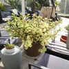 image:imageVariegated Portulacaria Elephant Bush Succulent Plant Hanging Basket Pet Friendly Live Indoor Plants amp Succulents Real Houseplant NonToxic Houseplants for Home or Office