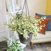image:imageVariegated Portulacaria Elephant Bush Succulent Plant Hanging Basket Pet Friendly Live Indoor Plants amp Succulents Real Houseplant NonToxic Houseplants for Home or Office