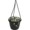 image:imageVariegated String of Hearts Hanging Basket Pet Friendly Live Indoor Plant Ceropegia linearis Woodii Real Houseplant NonToxic Houseplants for Home or Office