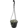 image:imageVariegated String of Hearts Hanging Basket Pet Friendly Live Indoor Plant Ceropegia linearis Woodii Real Houseplant NonToxic Houseplants for Home or Office