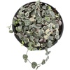 image:imageVariegated String of Hearts Hanging Basket Pet Friendly Live Indoor Plant Ceropegia linearis Woodii Real Houseplant NonToxic Houseplants for Home or Office