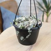 image:imageVariegated String of Hearts Hanging Basket Pet Friendly Live Indoor Plant Ceropegia linearis Woodii Real Houseplant NonToxic Houseplants for Home or Office