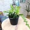 image:imageZigzag Fishbone Cactus Hanging Basket NonToxic Epiphyllum Orchid Succulent Pet Friendly Trailing Succulents for Indoor Outdoor Decor Easy to Grow NonToxic Houseplant