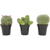 image:imageAltman Plants Assorted Cactus Plants Live Cactus Decor 4PK Cactus Plant Live Succulents Plants Live in Cactus Soil Potting Mix Live Cacti Plants Live Succulent Plants Live Plants in Cactus PotAssorted 3pack