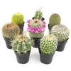 image:imageAltman Plants Assorted Cactus Plants Live Cactus Decor 4PK Cactus Plant Live Succulents Plants Live in Cactus Soil Potting Mix Live Cacti Plants Live Succulent Plants Live Plants in Cactus PotAssorted 8pack