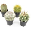image:imageAltman Plants Assorted Cactus Plants Live Cactus Decor 4PK Cactus Plant Live Succulents Plants Live in Cactus Soil Potting Mix Live Cacti Plants Live Succulent Plants Live Plants in Cactus PotAssorted 4pack