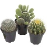 image:imageAltman Plants Assorted Cactus Plants Live Succulents 3 Pack Live Cactus Plant Lover Gifts Cacti Succulents Plants Live Houseplants Succulent Indoor Plants Live Plants in Cactus Soil Potting Mix35