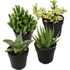 image:imageAltman Plants Assorted Succulents Plants Live Houseplants 8PK Succulent Plants Home Office Plants Live Indoor Plants Live Plants Indoor House Plants Easy Care Plants Desk Plants Kitchen PlantsMulticolor