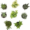 image:imageAltman Plants Assorted Succulents Plants Live Houseplants 8PK Succulent Plants Home Office Plants Live Indoor Plants Live Plants Indoor House Plants Easy Care Plants Desk Plants Kitchen PlantsBlack