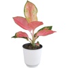 image:imageAltman Plants Chinese Evergreen Live Plant Decor Aglaonema China Red with 4 Inch White Plastic Plant Pot Easy to Grow Desk Plant Easy Plant Gift Decorative Indoor Plant Grown in Potting Soil Mix