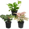 image:imageAltman Plants Classic Houseplant Collection 4PK Live Indoor Plants in 4 Pots Easy Care House Plants Snake Plant Pothos in Potting Soil Clean Air Plants3Pack