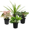 image:imageAltman Plants Classic Houseplant Collection 4PK Live Indoor Plants in 4 Pots Easy Care House Plants Snake Plant Pothos in Potting Soil Clean Air Plants4Pack