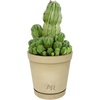 image:imageAltman Plants Euphorbia anoplia Live Plant Decor Exotic Plants Cacti Plants Live Succulents Plants Live Plants Indoor Plants Live Houseplants Live Indoor House Plants Real Plants Indoor Live PlantsEuphorbia anoplia