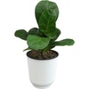 image:imageAltman Plants Fiddle Leaf Fig Ficus Tree Live Plant Decor Real House Plant with 4 Inch White Plastic Plant Pot Desk Plant amp Office Plant Grown in Indoor Plant Potting Soil Mix Easy Plant Gift