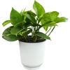 image:imageAltman Plants Golden Pothos Live Plant Decor Real Pothos Plant with 4 Inch White Plastic Plant Pot Desk Plant amp Office Plant Plant Gift Easy to Grow House Plant in Indoor Plant Potting Soil Mix