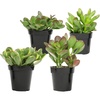 image:imageAltman Plants Live Jade Plant Collection 4PK Classic Jade Plants in 25 Pots Mini Succulents Sunset Jade Live Succulents Crassula Ovata Variegated Live Plants amp House Plants in Succulent Soil25