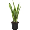 image:imageAltman Plants Live Snake Plant Laurentii Virtually Indestructible Easy Succulent Houseplant 4 in Pot