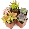 image:imageAltman Plants Live Succulents Plants Live Houseplants 5PK Succulent Plants Live Indoor Plants Live Plants Indoor Live House Plants Succulent Plant Kit Live Cactus Plants Live in Succulent Soil