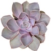 Echeveria 'Perle Von Nurnberg'