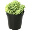 image:imageAltman Plants Lola Echeveria Succulent Plants Live Succulents Plants Live with Pot Live Indoor Plants Live Houseplants Live Indoor House Plants Indoors Live Plants Outdoor Plants Live Outdoor PlantsSedum Burros Tail