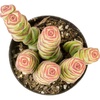 Crassula Rupetris 'Babys Necklace'
