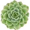 Echeveria 'Lime n Chile'