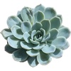 Echeveria 'Arctic Ice'