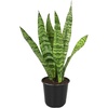 image:imageAltman Plants Sansevieria Superba Snake Plants Easy Plant Care Variegated 425 PotVariegated