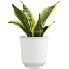 image:imageAltman Plants Sansevieria Superba Snake Plants Easy Plant Care Variegated 425 PotWhite Pot