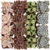 image:imageAltman Plants Specialty Live Succulent Plant 6 Pack No Duplicates Assorted Succulents Featuring Unique Colors amp Shapes 2 in Pots12PACK