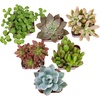 image:imageAltman Plants Specialty Live Succulent Plant 6 Pack No Duplicates Assorted Succulents Featuring Unique Colors amp Shapes 2 in Pots6PACK