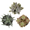 image:imageAltman Plants XL Giant Living Stones Succulents 8PK Lithops Live Plants amp Real Succulents Pet Safe Plants amp Live Succulent Plants Pet Friendly Plants Live Plants in 25 Pots with Succulent SoilPet Safe Succulents