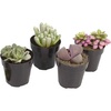 image:imageAssorted Succulents Mimicry Collection 25 8 Pack4 Pack