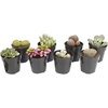 image:imageAssorted Succulents Mimicry Collection 25 8 Pack8 Pack