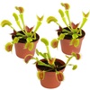 image:imageCarnivorous Live Venus Flytraps 3PK NonToxic Pet Safe Plants 3 Pots