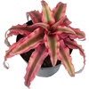 image:imageLive Cryptanthus Bromeliad Plant Cryptanthus bivittatus Pink Star Indoor Flowering Plant Earth Star House Plant in Pot Bromeliads Live Plants in Soil Colorful Potted Houseplant by Plants for Pets